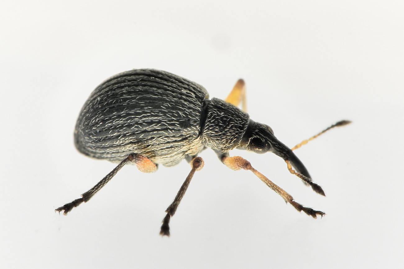 Apionidae: Eutrichapion sp?  S, Eutrichapion viciae, femmina